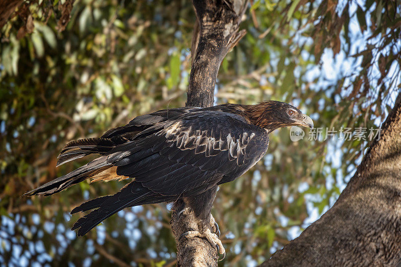 楔尾鹰(Aquila audax)